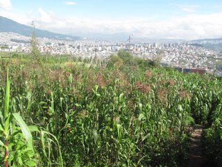 School garden